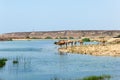 Camels in front of Sumhuram Castle, Khor Rori, Salalah, Dhofar, Sultanate of Oman